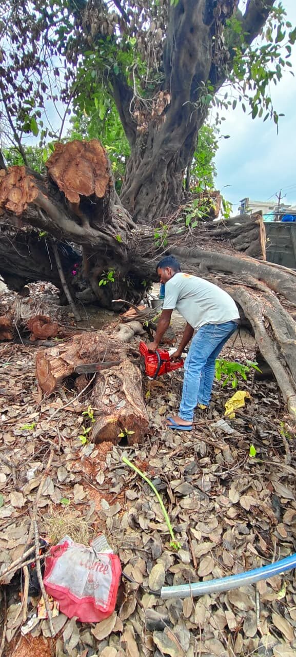 Arboriculture